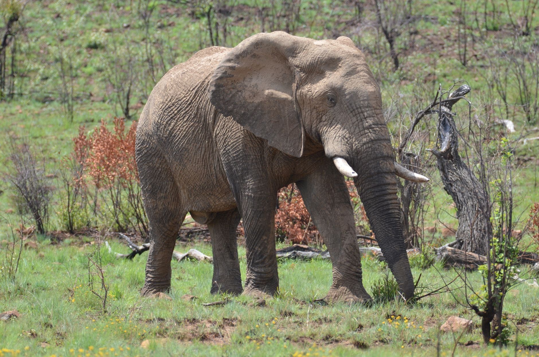 Ein Afrikanischer Elefant geht über die Grasflächen des Pilanesberg-Nationalparks.