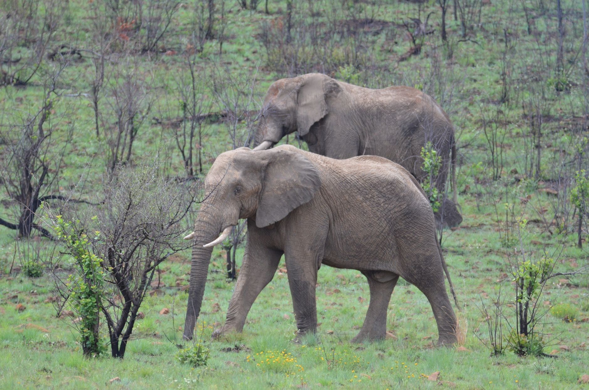 Zwei Afrikanische Elefanten wandern über einen grünen, bewaldeten Hügel im Pilanesberg National Park.