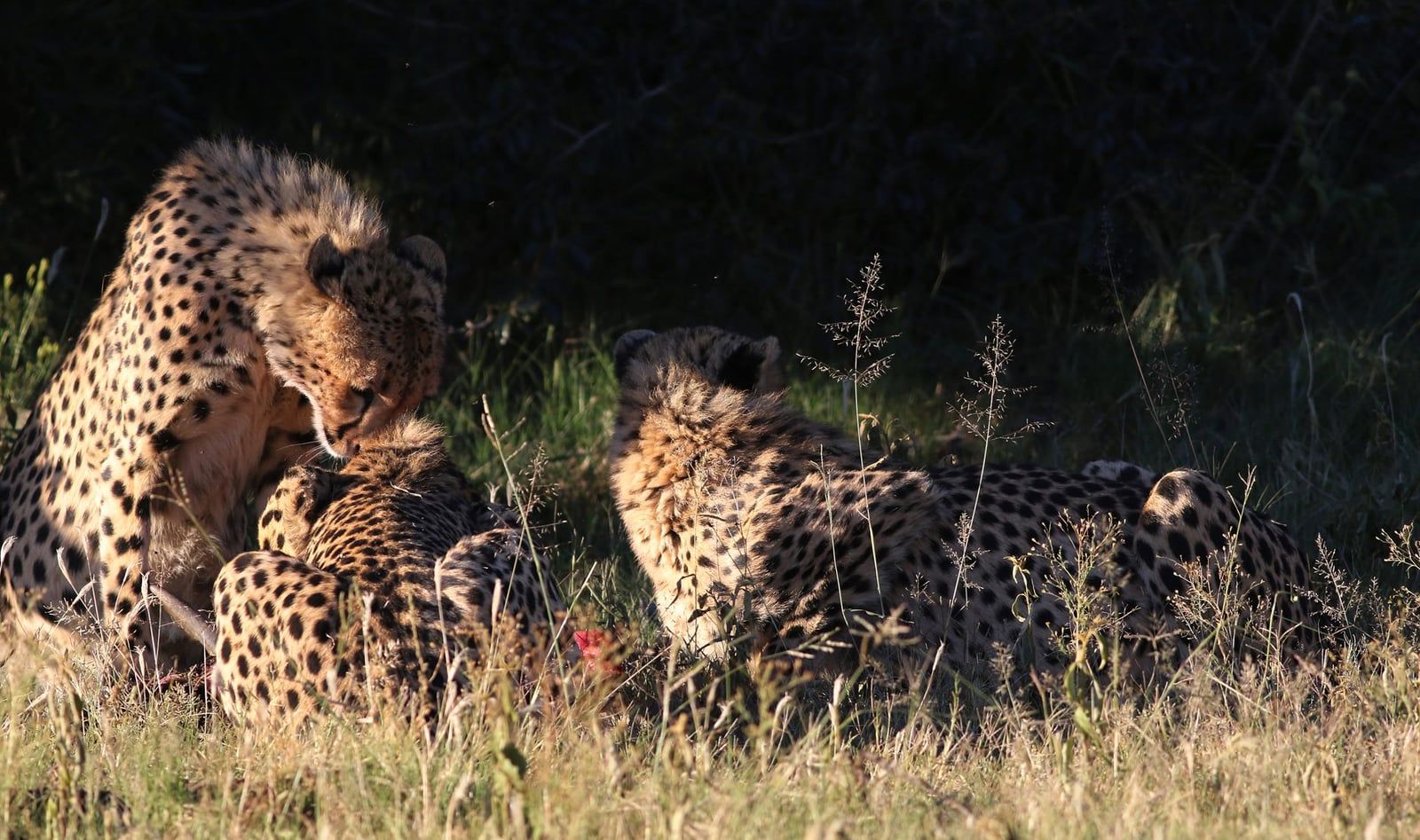 Geparden versammeln sich im sonnenbeschienenen Gras im Pilanesberg-Nationalpark.