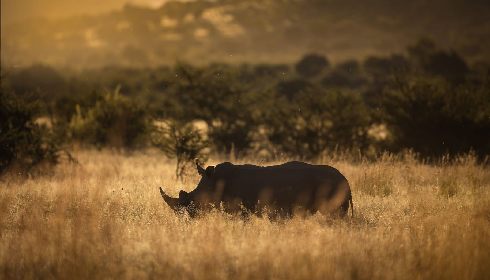 A white rhinoceros stands in golden tall grass against the evening light in Pilanesberg National Park.