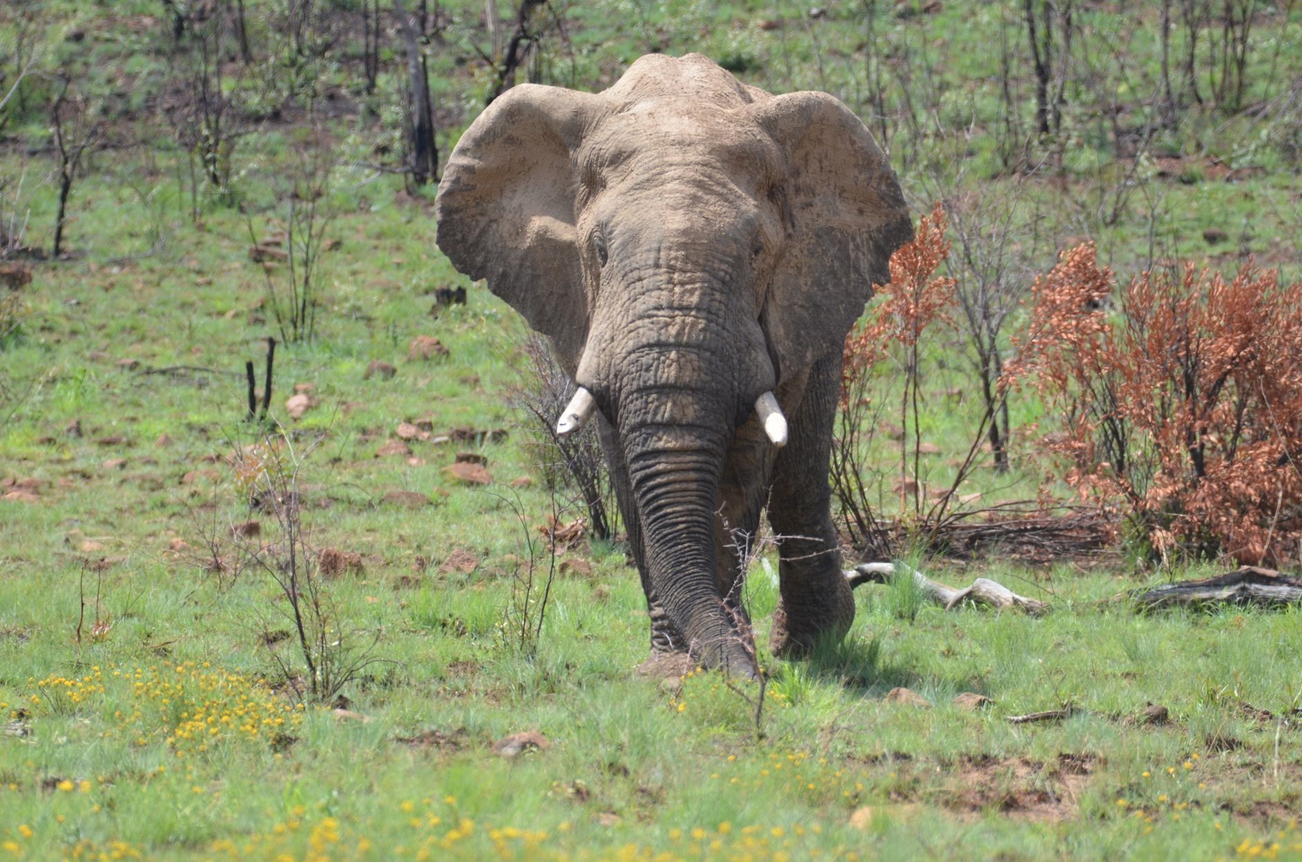 Ein afrikanischer Elefant wandert durch das grasbewachsene Buschland des Pilanesberg-Nationalparks.