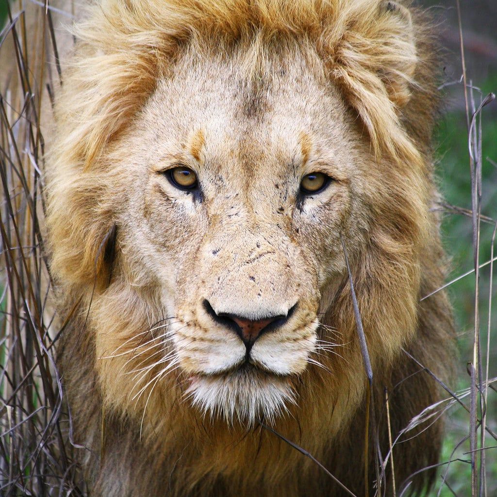 Close-up portrait of a young male lion looking forward through dry grass in Kruger National Park.