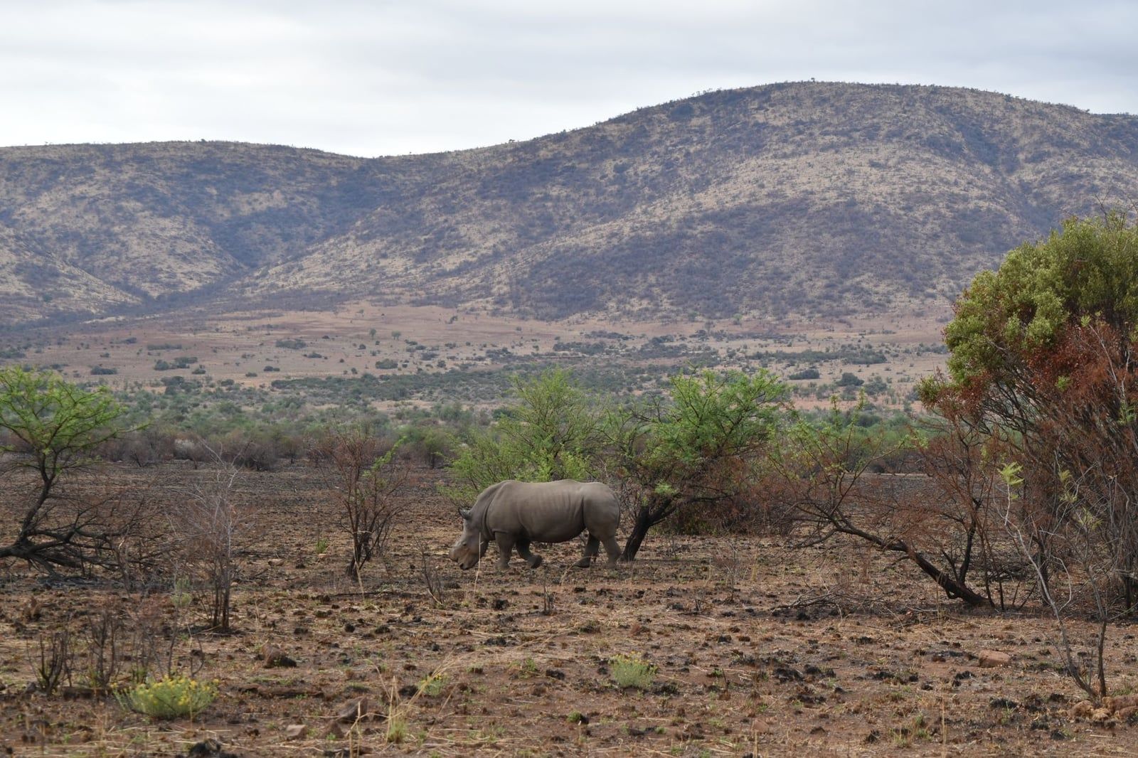 A white rhinoceros grazes in the arid savanna of Pilanesberg National Park with rolling volcanic hills in the background.