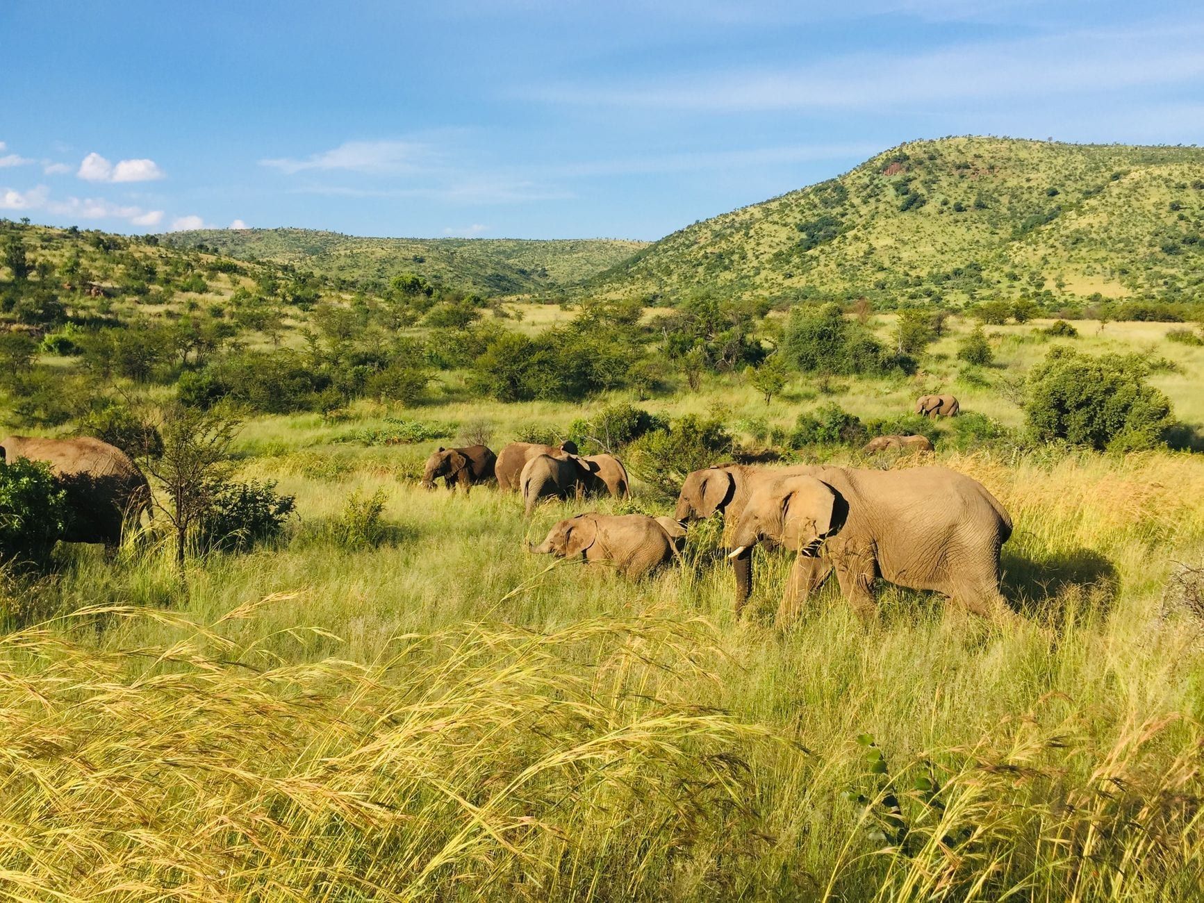 Eine Herde Afrikanischer Elefanten wandert durch hohes Gras vor sanft geschwungenen grünen Hügeln im Pilanesberg-Nationalpark.