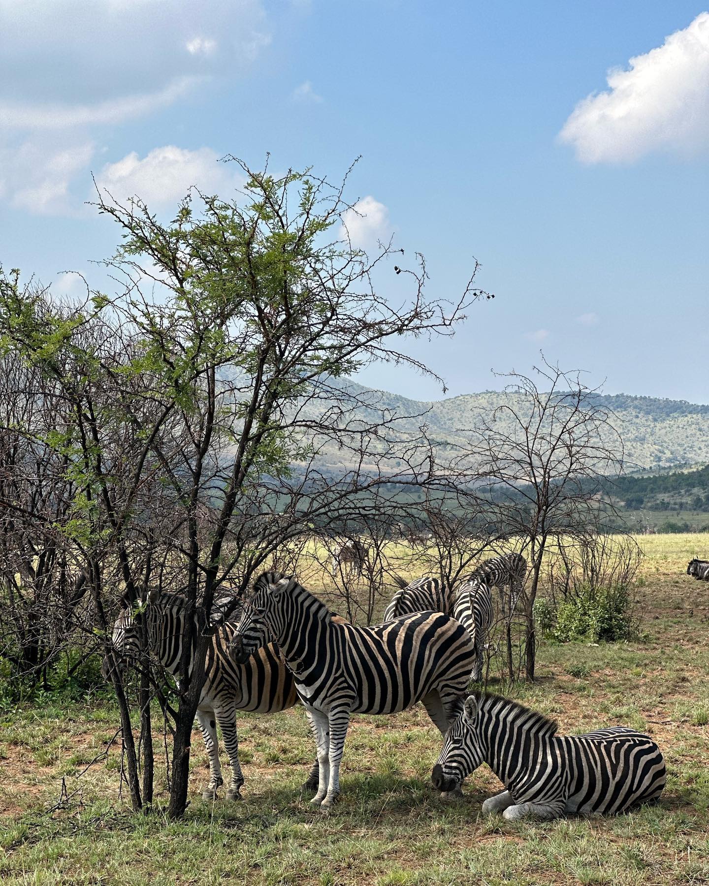 Zicht op Pilanesberg National Park