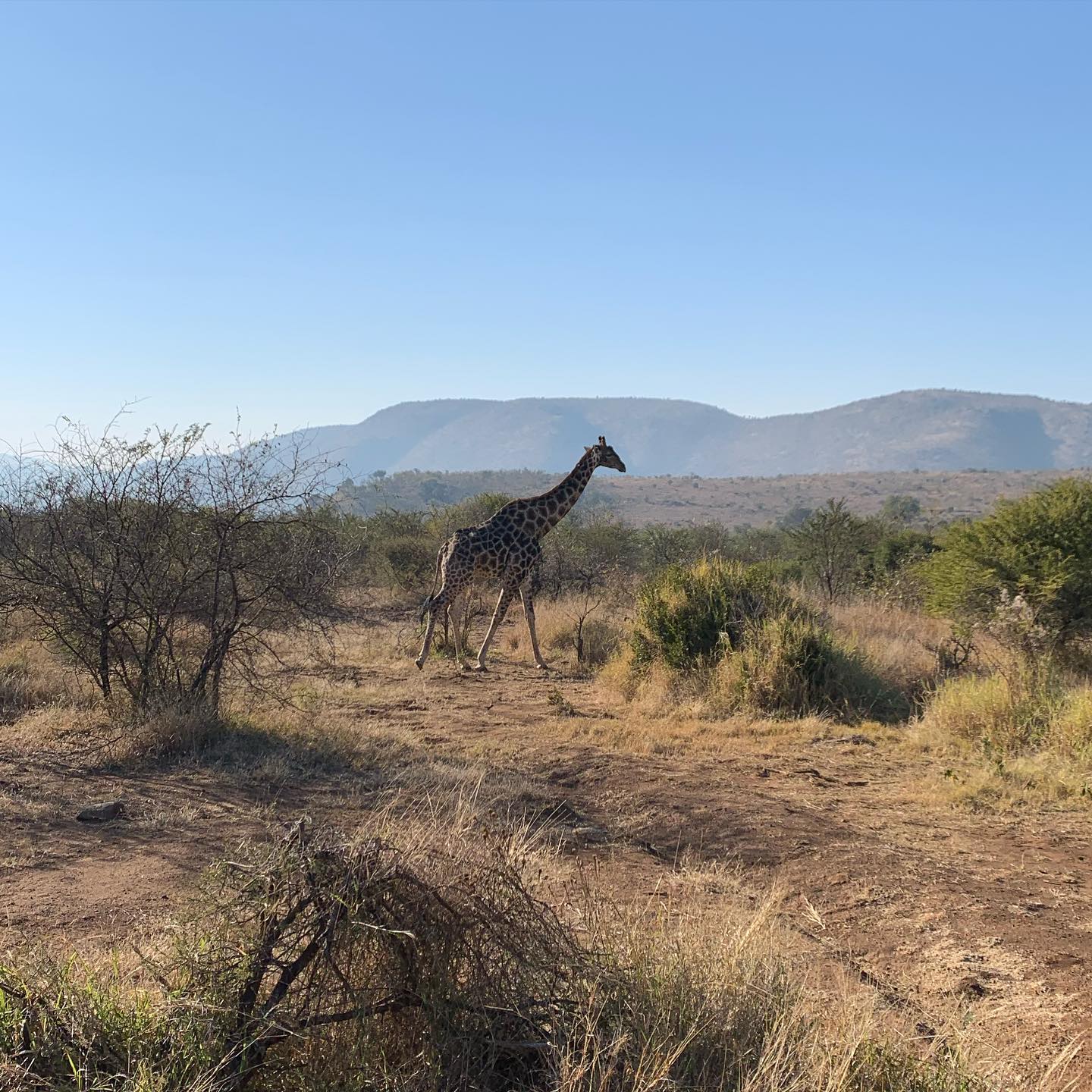 Pilanesberg National Park view