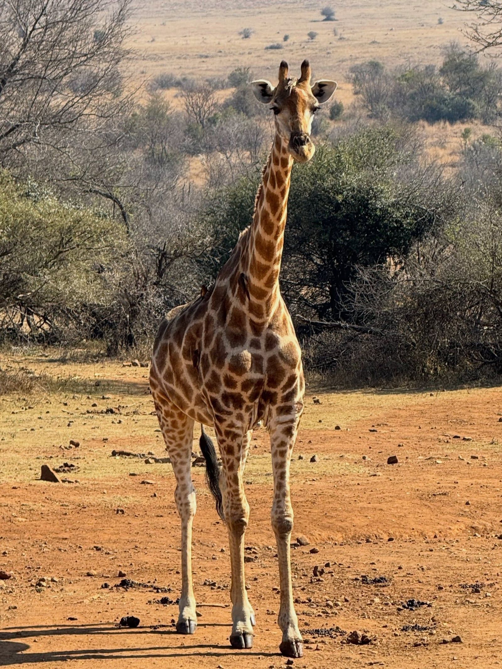 Besucherfoto einer Pilanesberg National Park-Tour