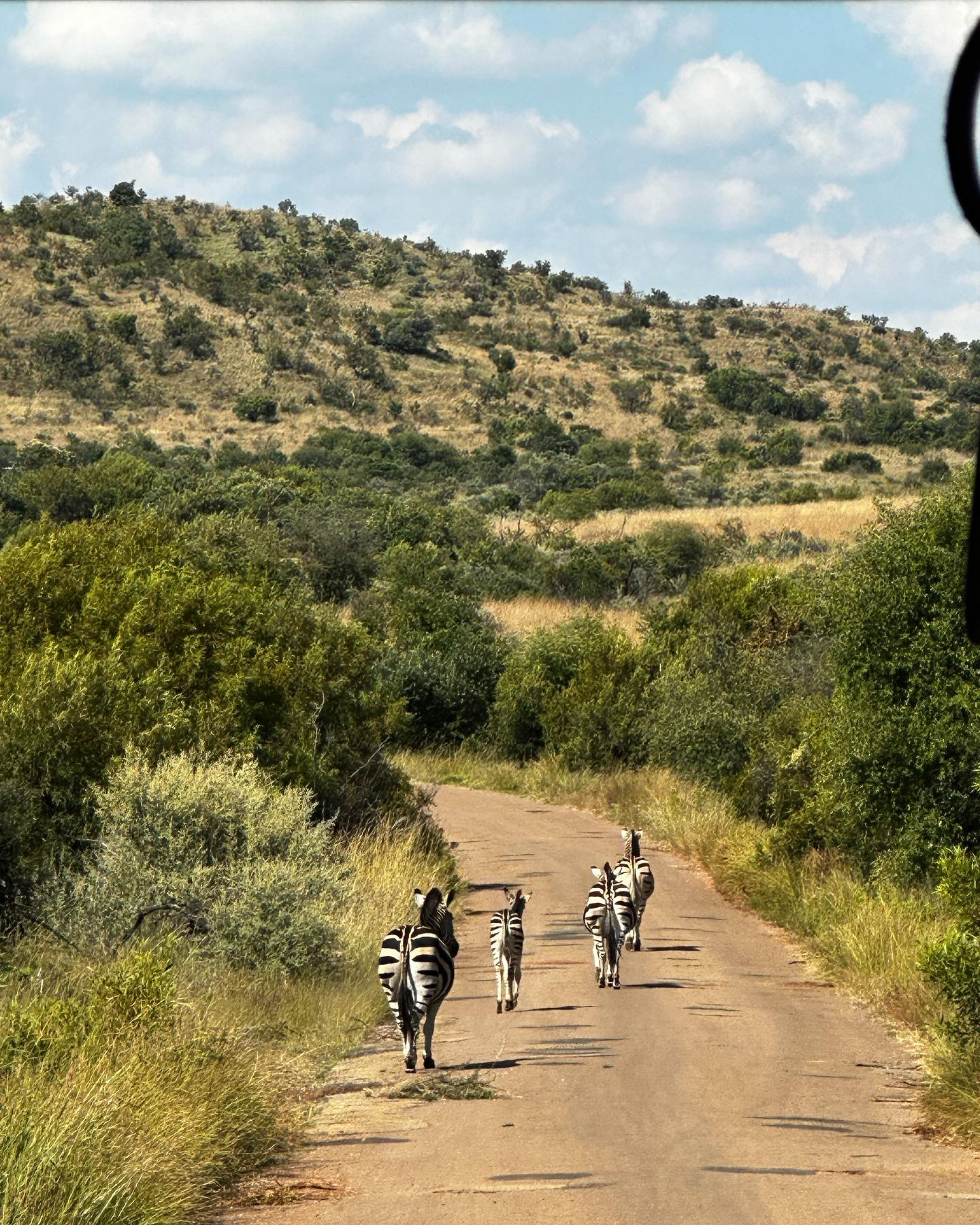 Besucherfoto einer Pilanesberg National Park-Tour